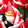 Gnome Blossom